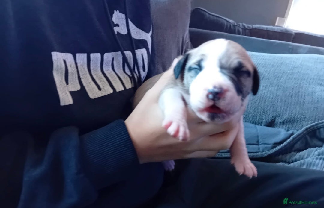 Staffordshire Bull Terrier dogs for sale: Staffordshire bull terrier pups - Advert 5