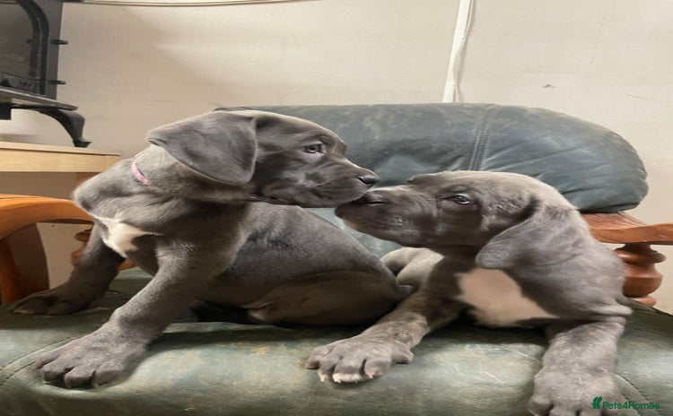 Cane Corso dogs - Advert 1