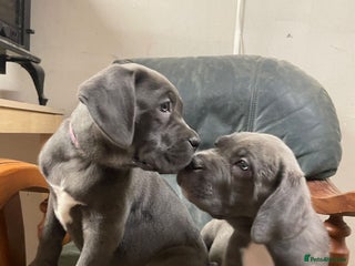 Cane Corso dogs - Advert 3