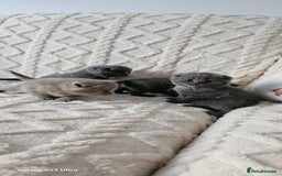 British Shorthair cats for sale: British shorthair & Scotish fold  - Advert 2