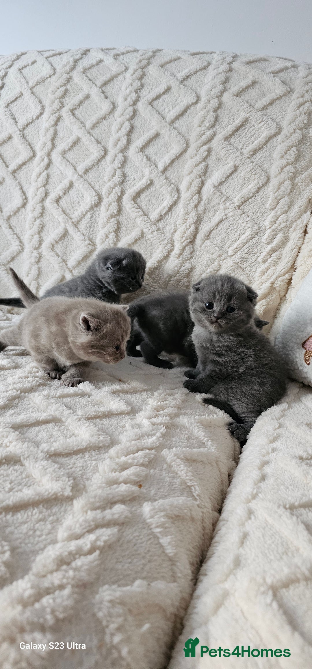 British Shorthair cats for sale: British shorthair & Scotish fold  - Advert 2