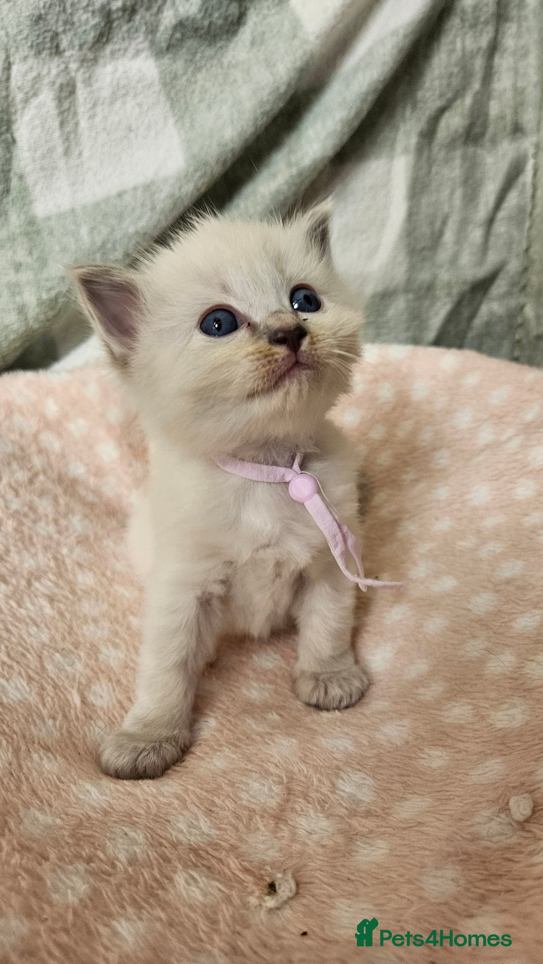 Ragdoll cats for sale: Female Blue Point Ragdolls  - Image 2