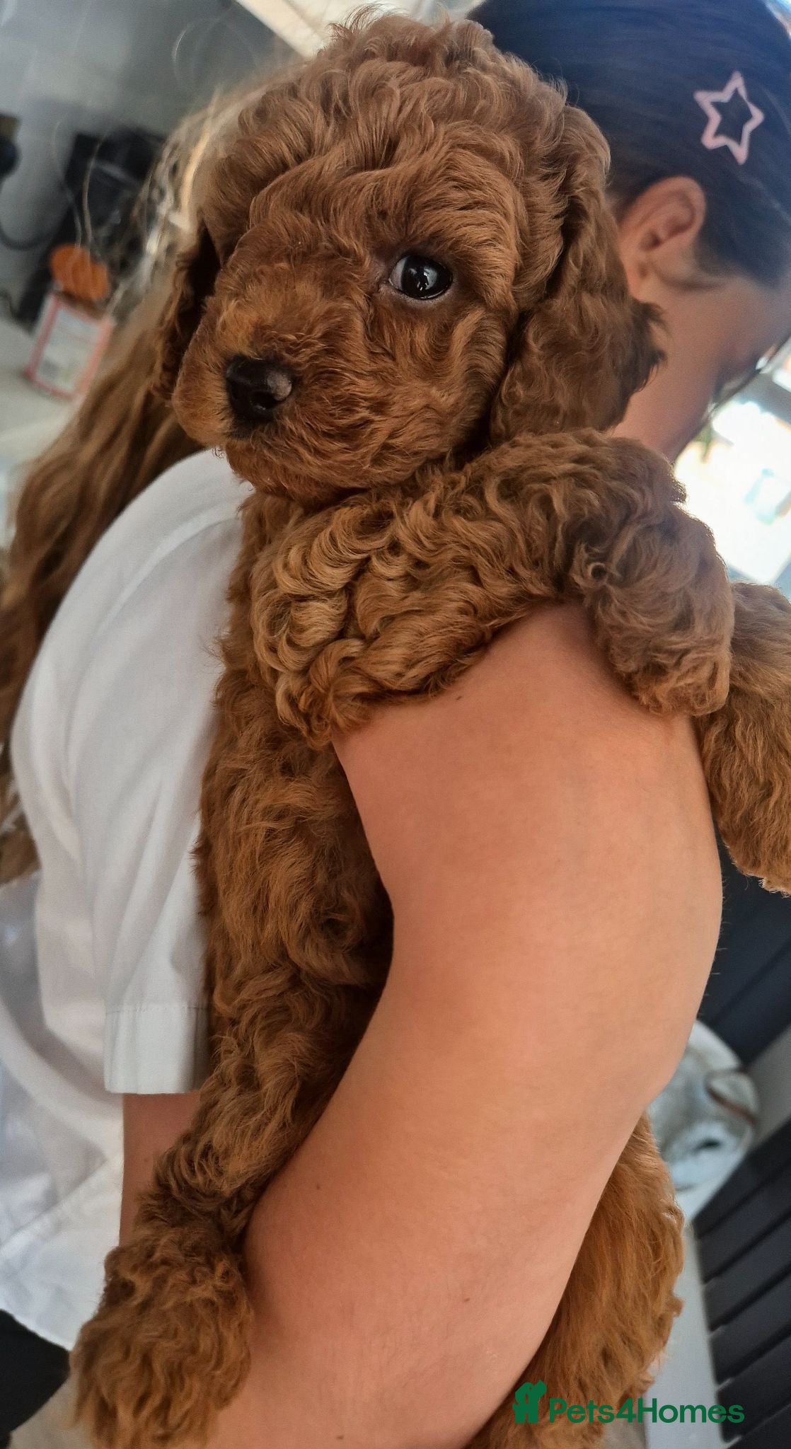 Toy Poodle dogs Exceptional Red Toy Poodles – KC Registered - Advert 2