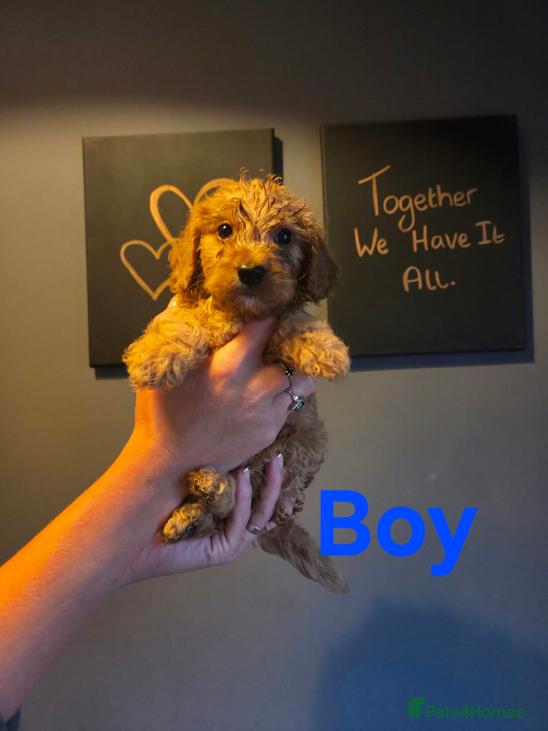 Cockapoo dogs for sale: F2 Cockapoo Puppies  - Image 5