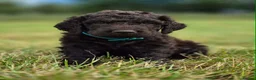 Irish Water Spaniel dogs for sale: Irish Water Spaniels  in Bishop Auckland - Advert 6