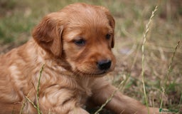 Golden Retriever dogs for sale: Dark Red Kc Registered Golden Retriever Puppies - Image 19