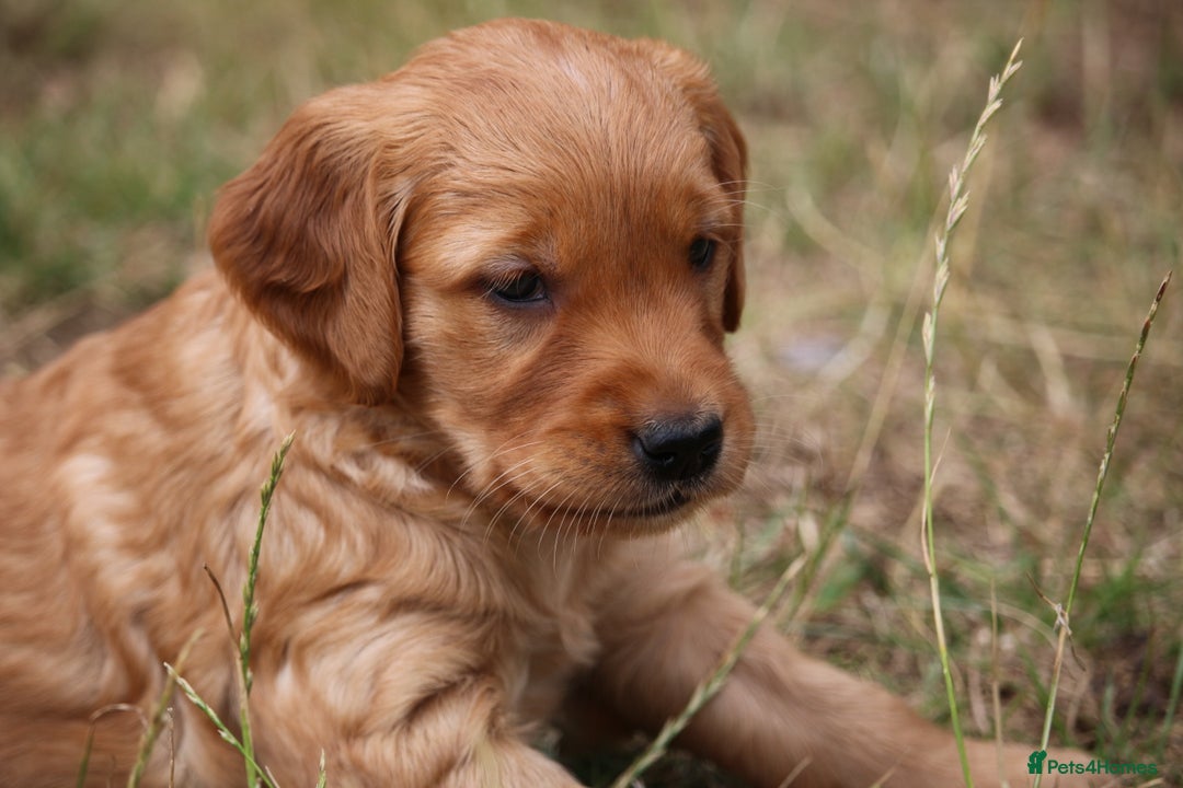 Golden Retriever dogs for sale: Dark Red Kc Registered Golden Retriever Puppies - Image 19