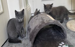 Russian Blue cats for sale: Russian Blue Kittens  in Lanark - Image 24