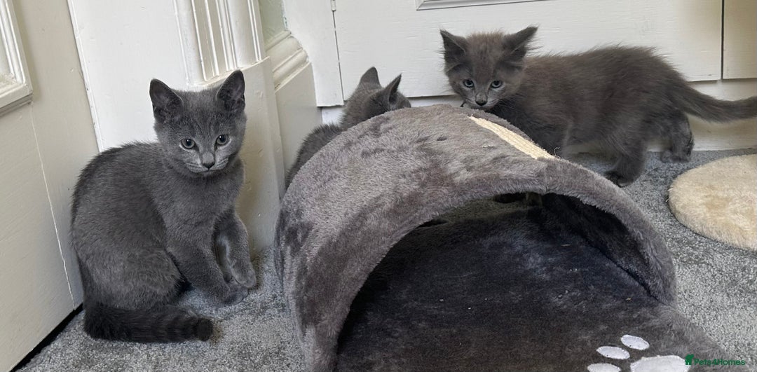 Russian Blue cats for sale: Russian Blue Kittens  in Lanark - Image 24