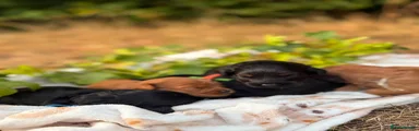 Toy Poodle 1