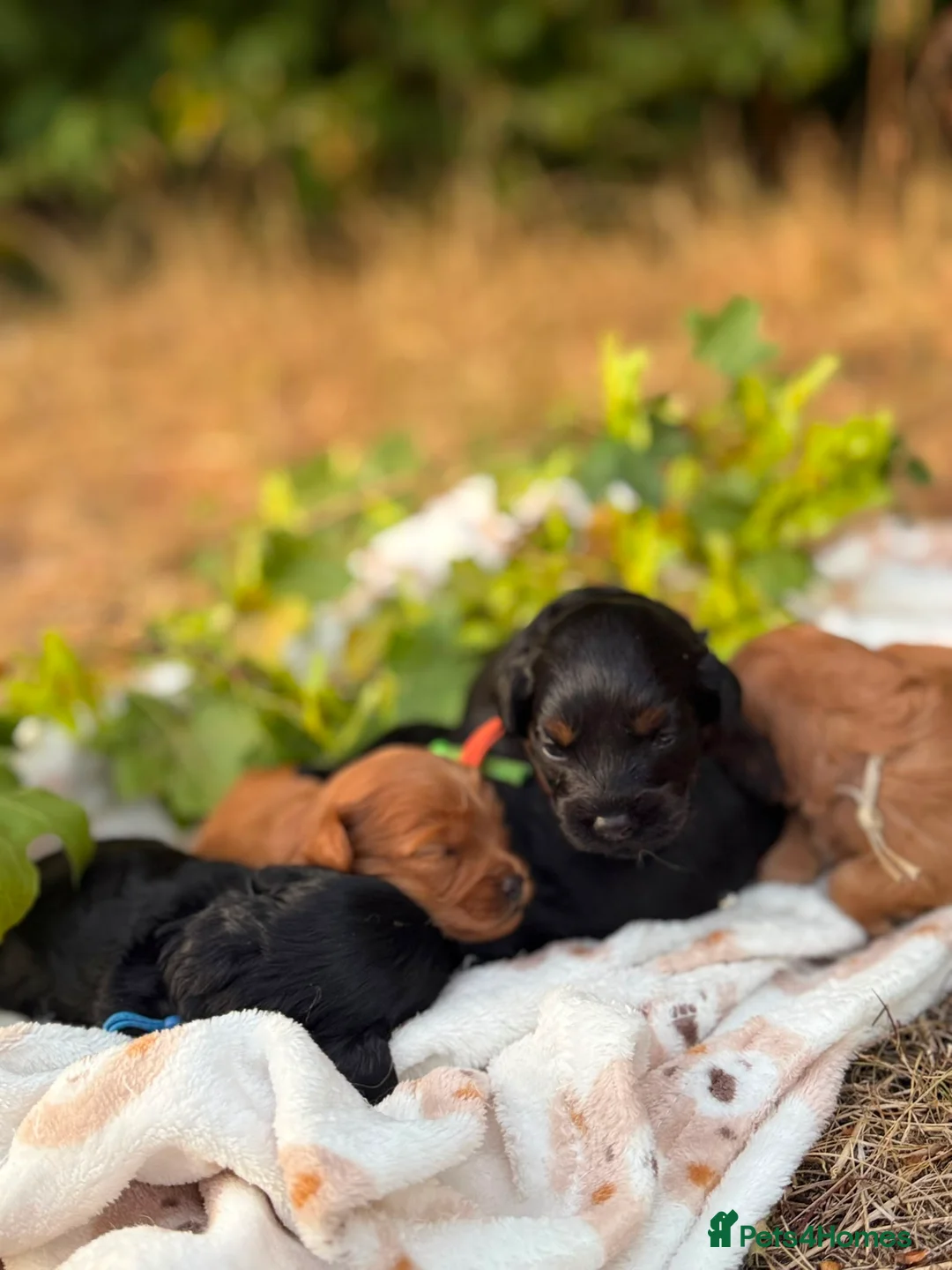 Toy Poodle dogs for sale: Toy Poodle Puppies - Advert 25