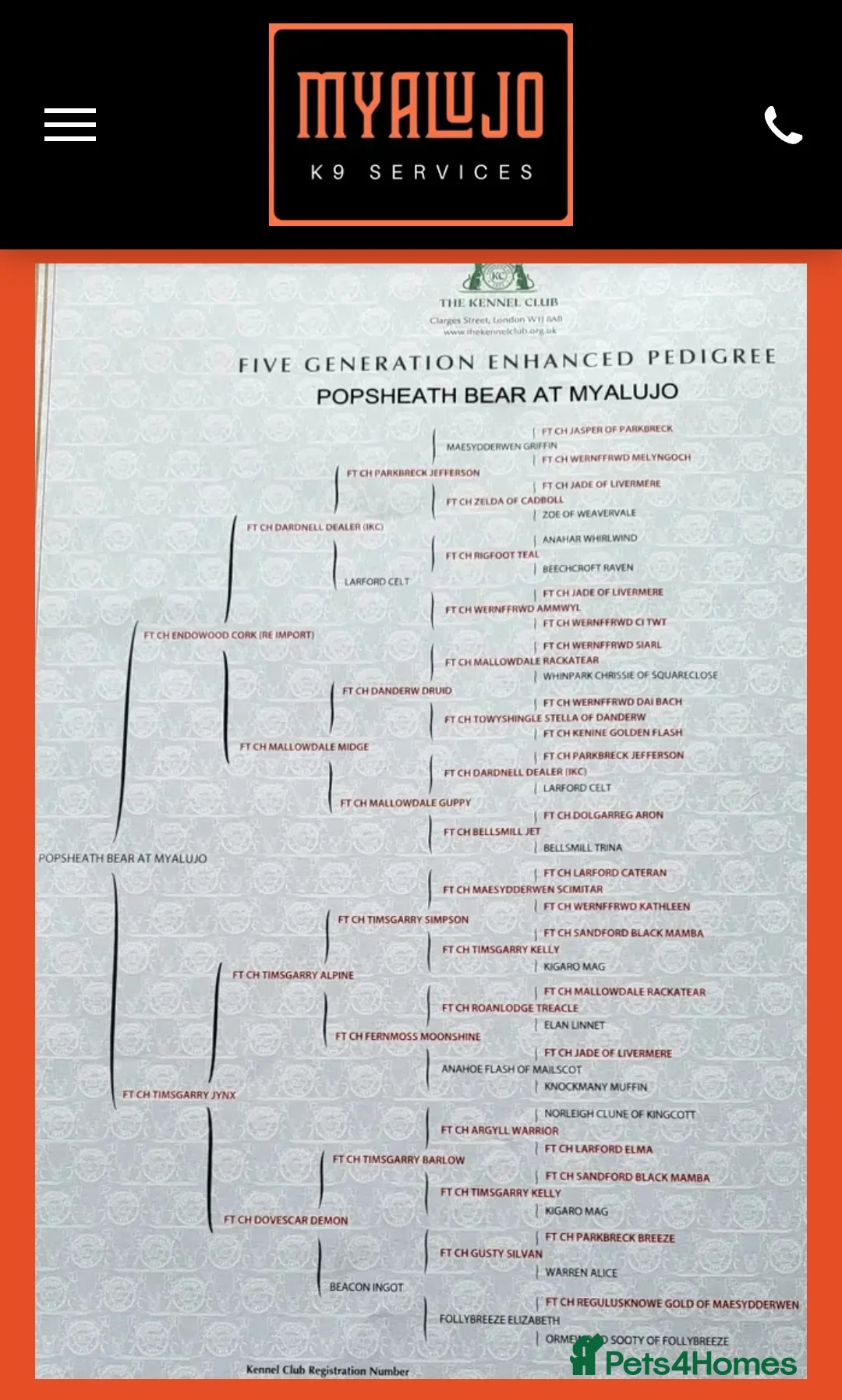 Cocker Spaniel dogs for stud: Working Cocker spaniel stud  ftch x ftch  in Sandbach - Advert 2