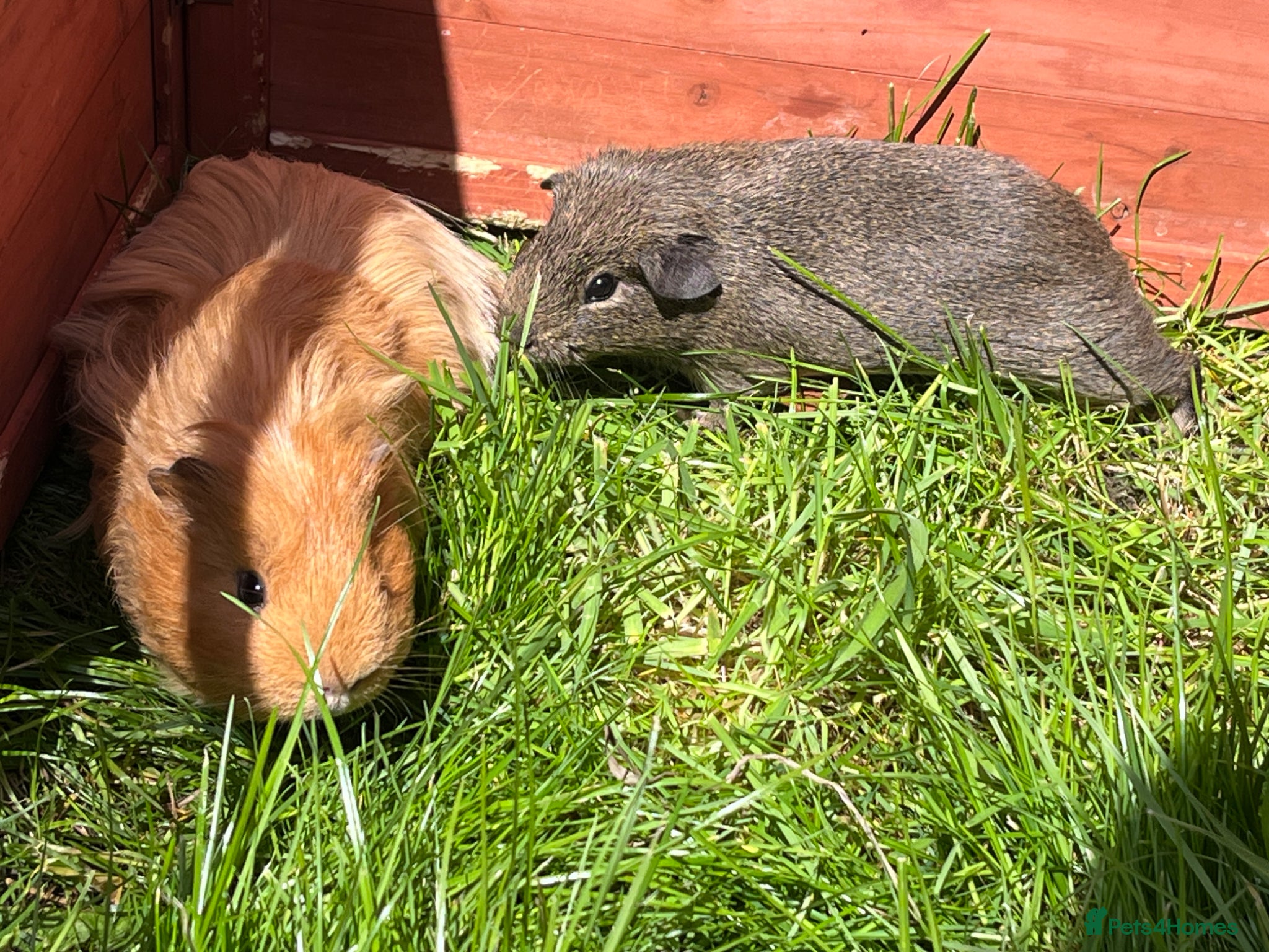 Guinea Pig rodents Lunkarya and Californian baby guinea pigs  - Advert 2