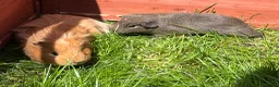 Guinea Pig rodents for sale: Lunkarya and Californian baby guinea pigs  - Advert 2