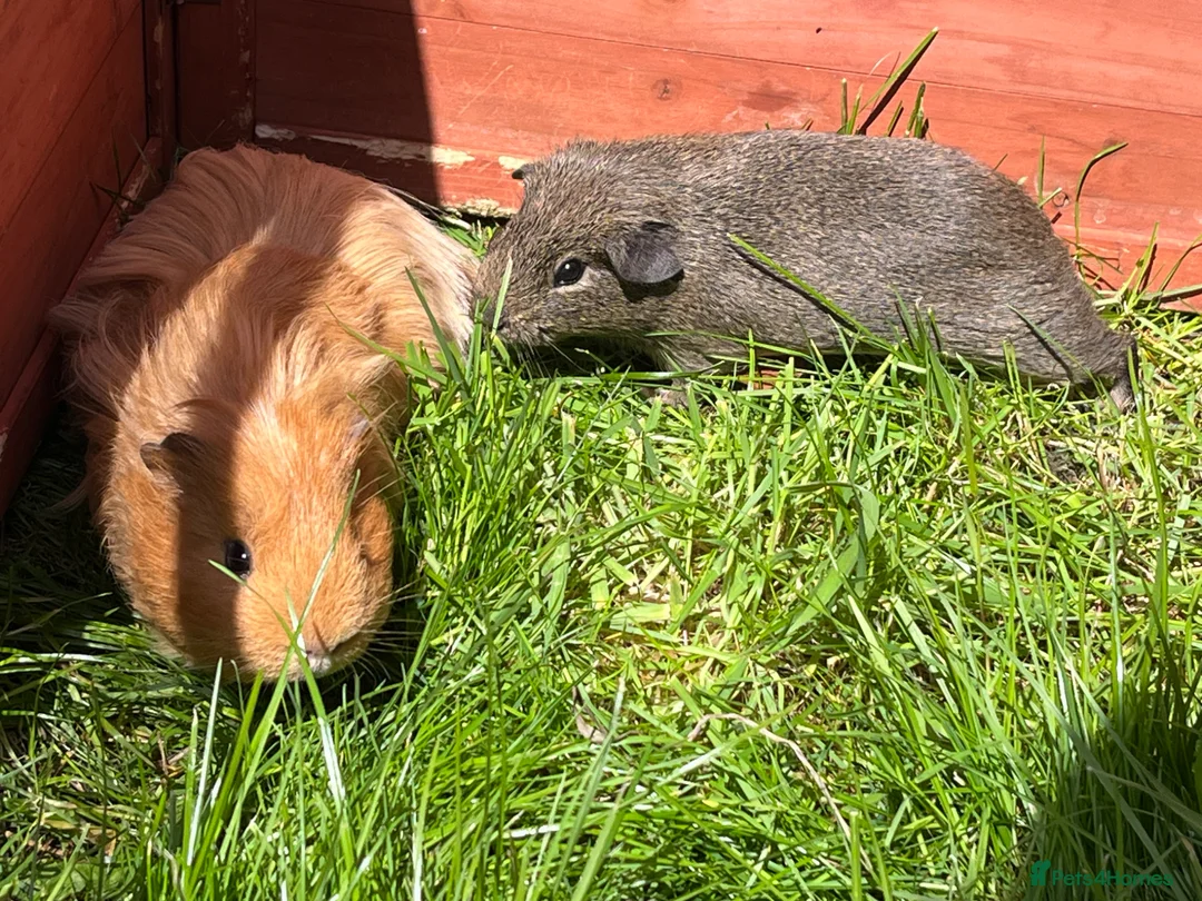 Guinea Pig rodents for sale: Lunkarya and Californian baby guinea pigs  - Advert 2