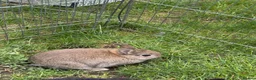 Netherland Dwarf rabbits for sale: Adorable Netherlands Dwarfs - Advert 3