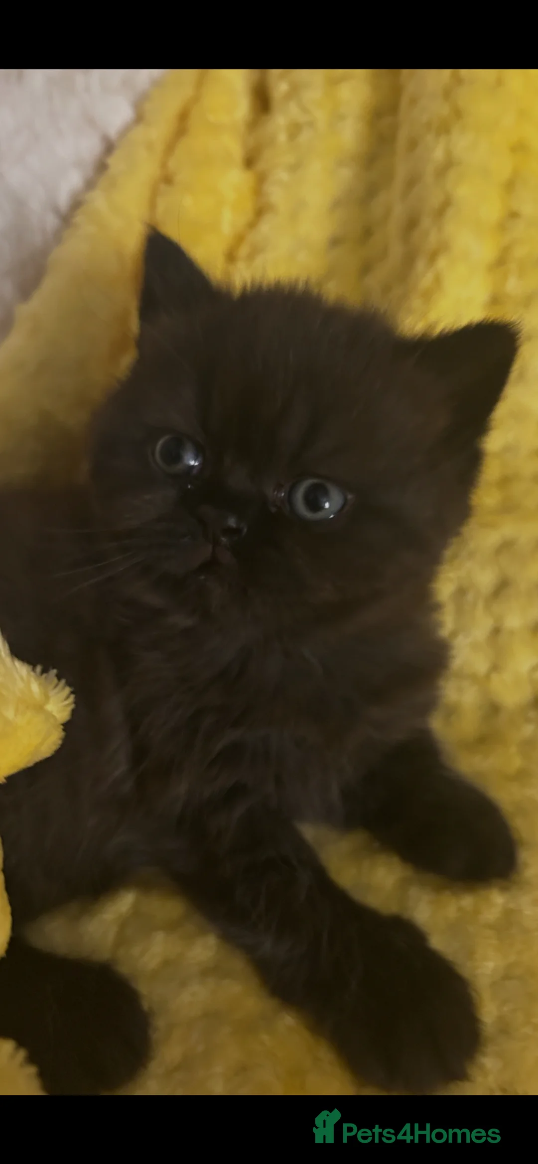 Mixed Breed cats for sale: British short hair/persian - Advert 2