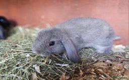 Mini Lop rabbits for sale: Beautiful mix litter very friendly bunnys - Image 5