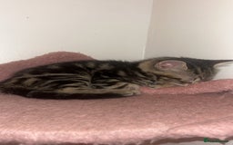 British Shorthair cats for sale: 1 Females kitten  - Advert 2