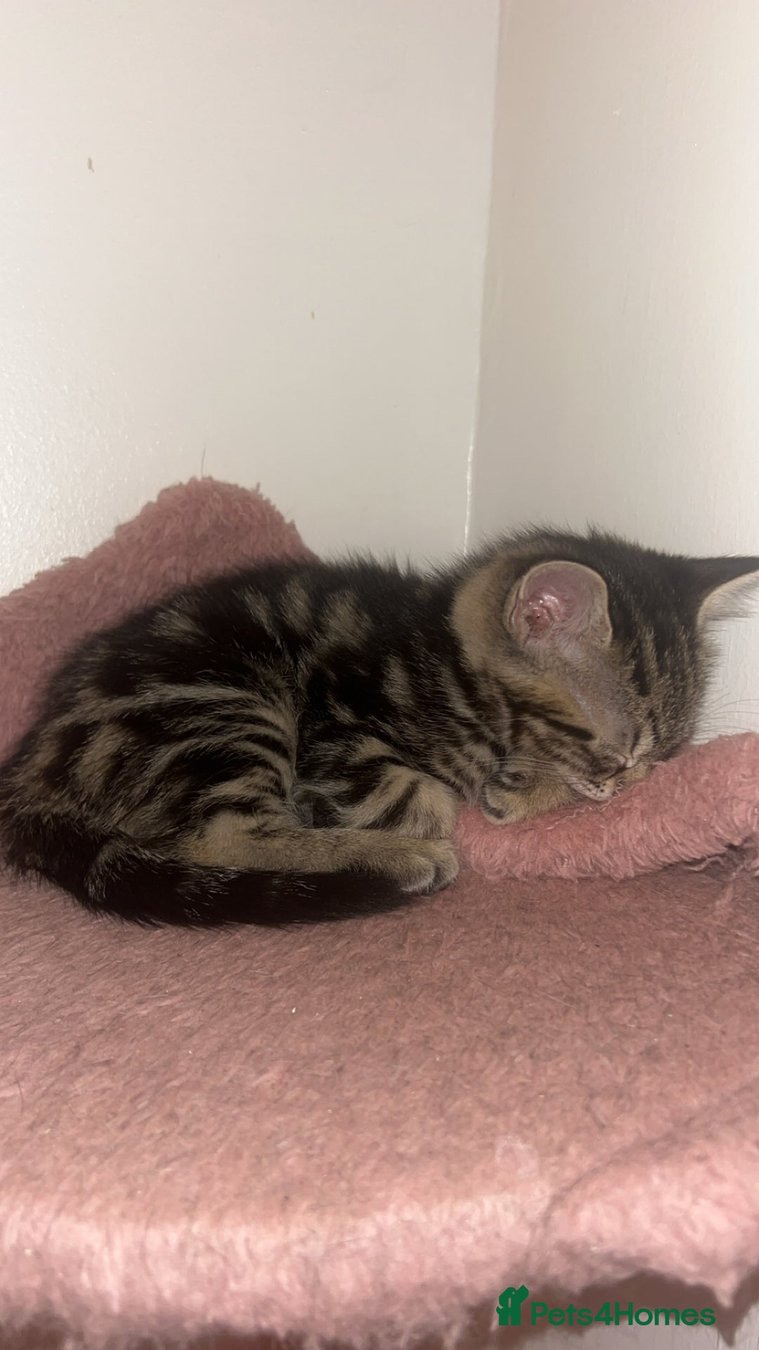 British Shorthair cats for sale: 1 Females kitten  - Advert 2