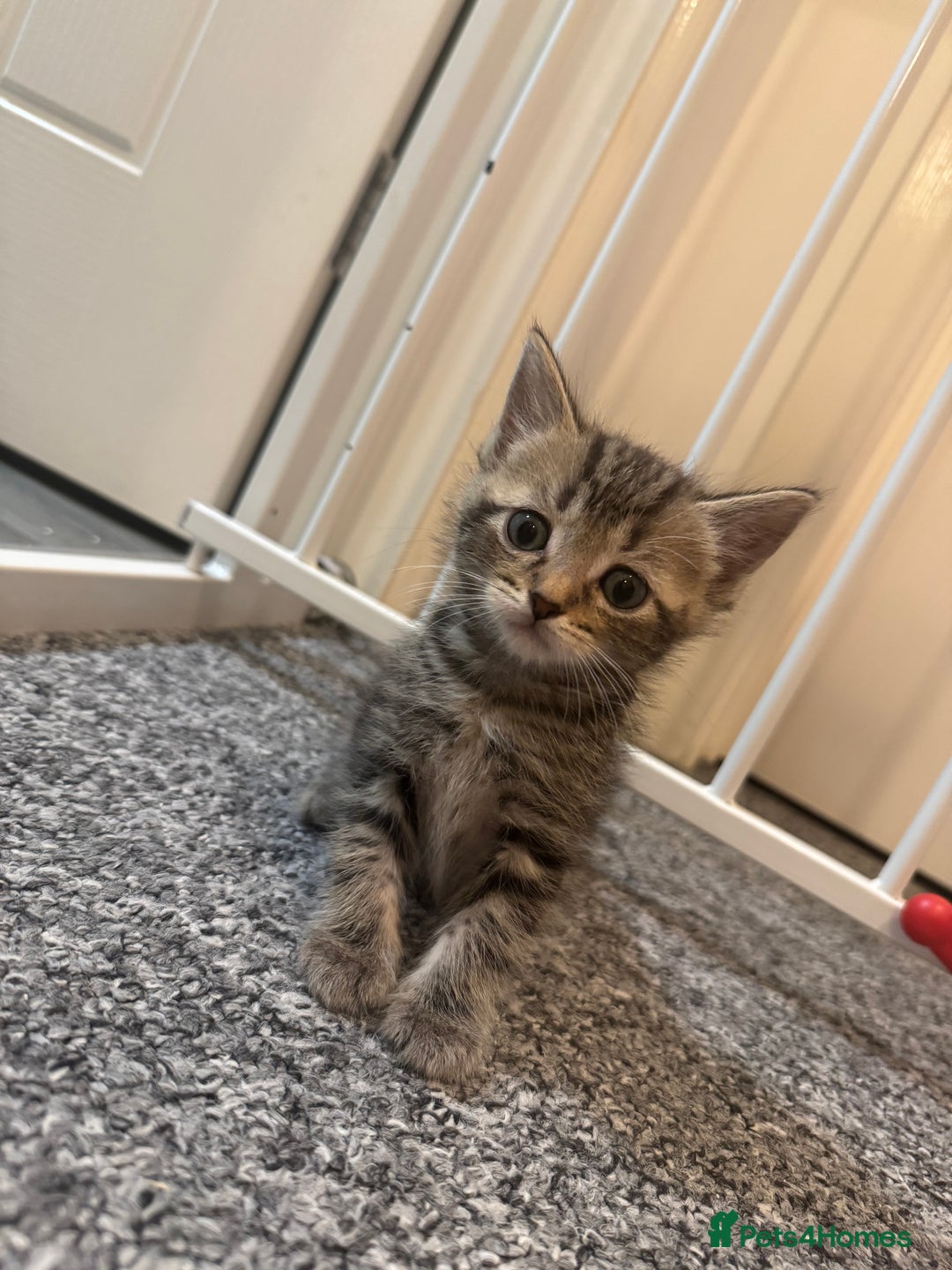 Domestic Shorthair cats for sale: 2 little boy - Image 4