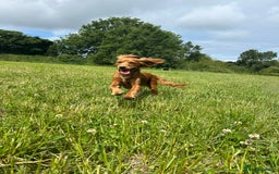 Cockalier dogs for sale: Rehoming Two Young Female Spaniels  - Image 23