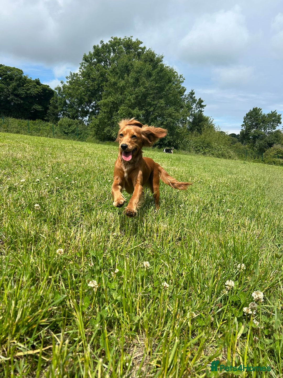 Cockalier dogs for sale: Rehoming Two Young Female Spaniels  - Image 23