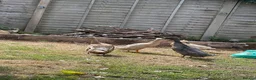 Ducks poultry for sale: Indian Runner Ducks in Colchester - Advert 4