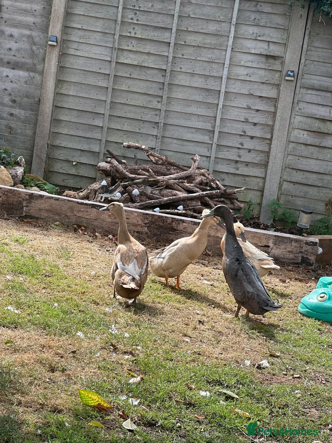 Ducks poultry for sale: Indian Runner Ducks in Colchester - Advert 4