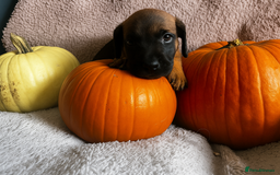 Mixed Breed dogs for sale: St berdoodle x Labrador puppies for forever homes  - Image 2