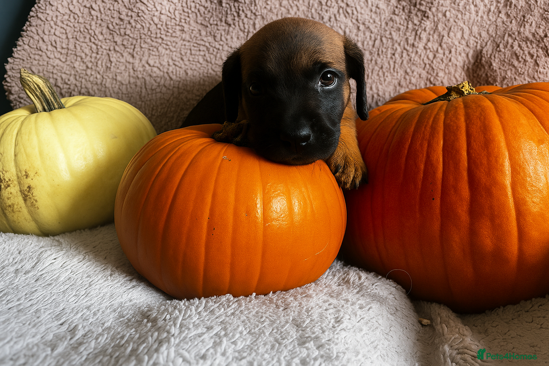 Mixed Breed dogs for sale: St berdoodle x Labrador puppies for forever homes  - Image 2