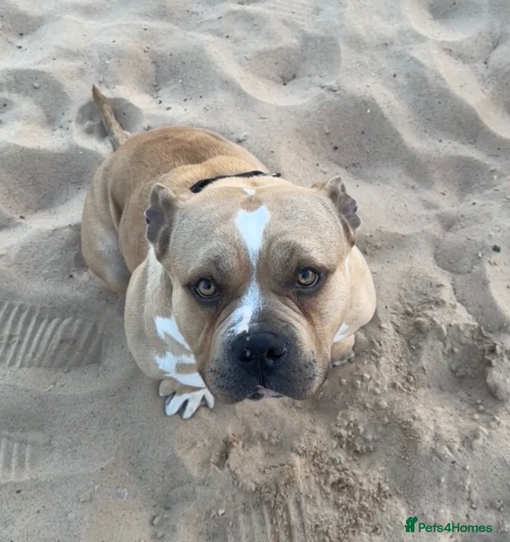 American Bully dogs STUD ! Kash - Advert 1