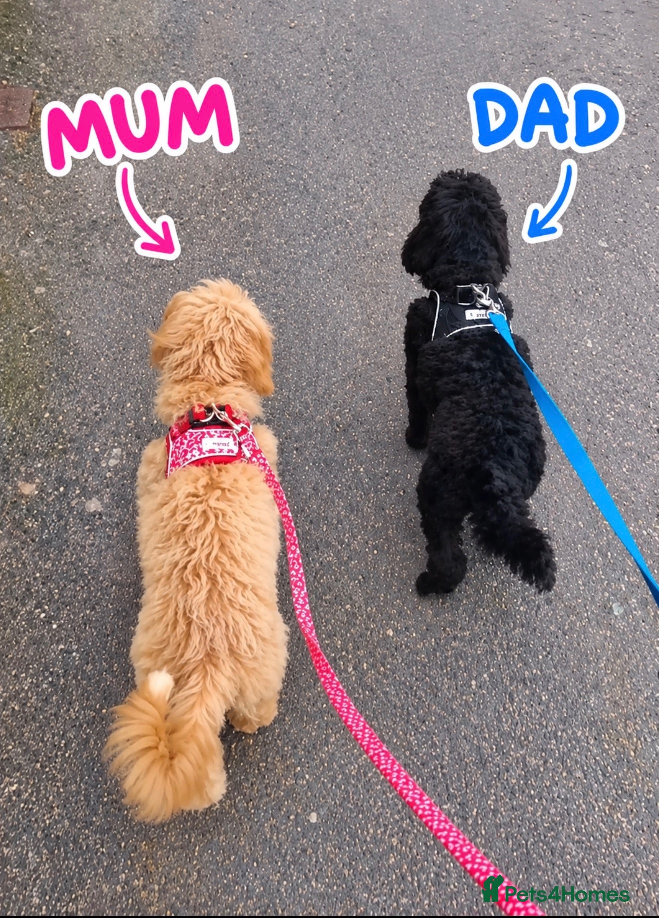 Maltipoo dogs for sale: Beautiful maltipoo puppies - Advert 14