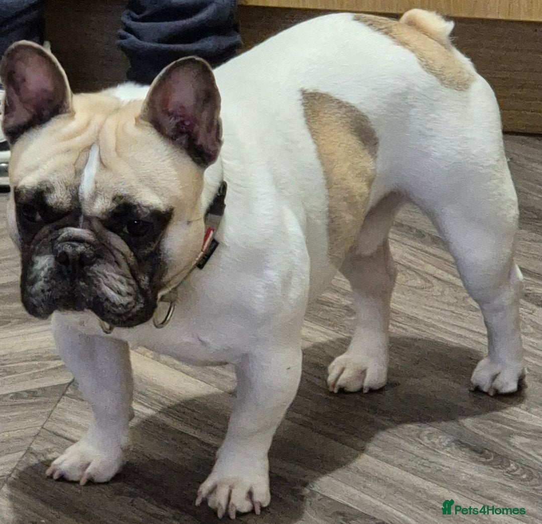 French Bulldog dogs for sale: Fawn pied Male French bulldog - Advert 2