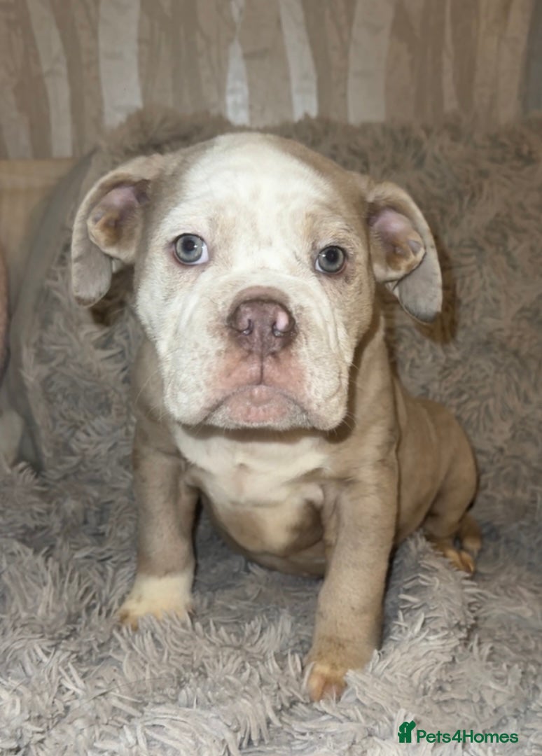 Olde English Bulldogge dogs Beautiful Merle boy OEB  - Advert 17