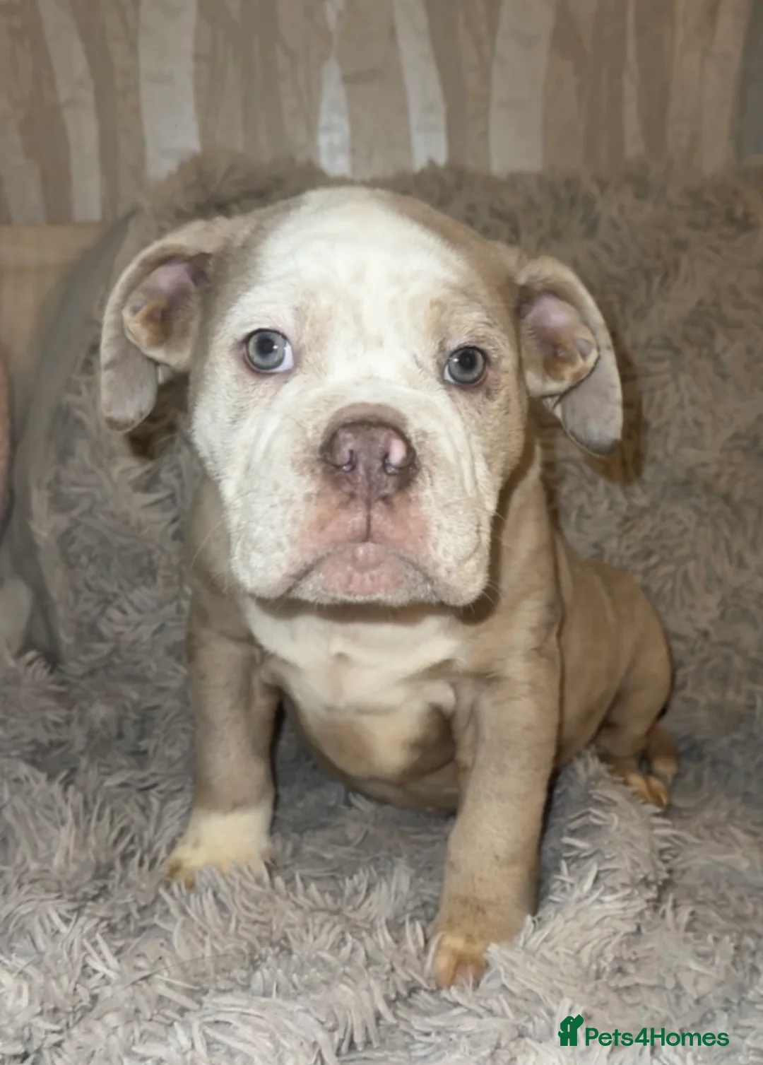 Olde English Bulldogge dogs for sale: Beautiful Merle boy OEB  - Advert 1