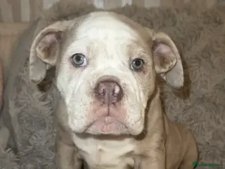 Olde English Bulldogge dogs Beautiful Merle boy OEB - Advert 12