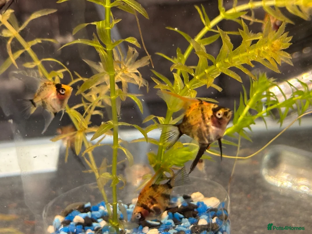 Angelfish fish for sale: Angel Fish/Shrimp/Golden Danio/Betta  - Advert 2