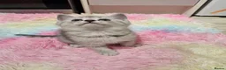 Mixed Breed cats for sale: 4 Beautiful Persian cross kittens  - Advert 2