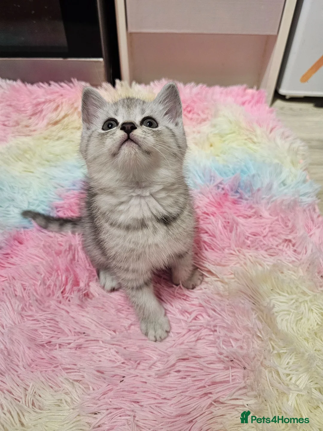 Mixed Breed cats for sale: 4 Beautiful Persian cross kittens  - Advert 2