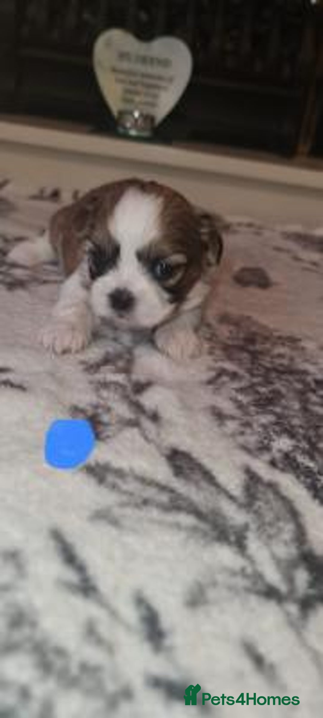 Shih Tzu dogs for sale: Home Raised Shih Tzu Puppies. - Image 5