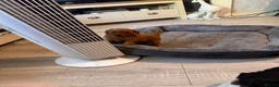 Toy Poodle dogs for sale: extensively health tested Stunning toy poodles  - Advert 8