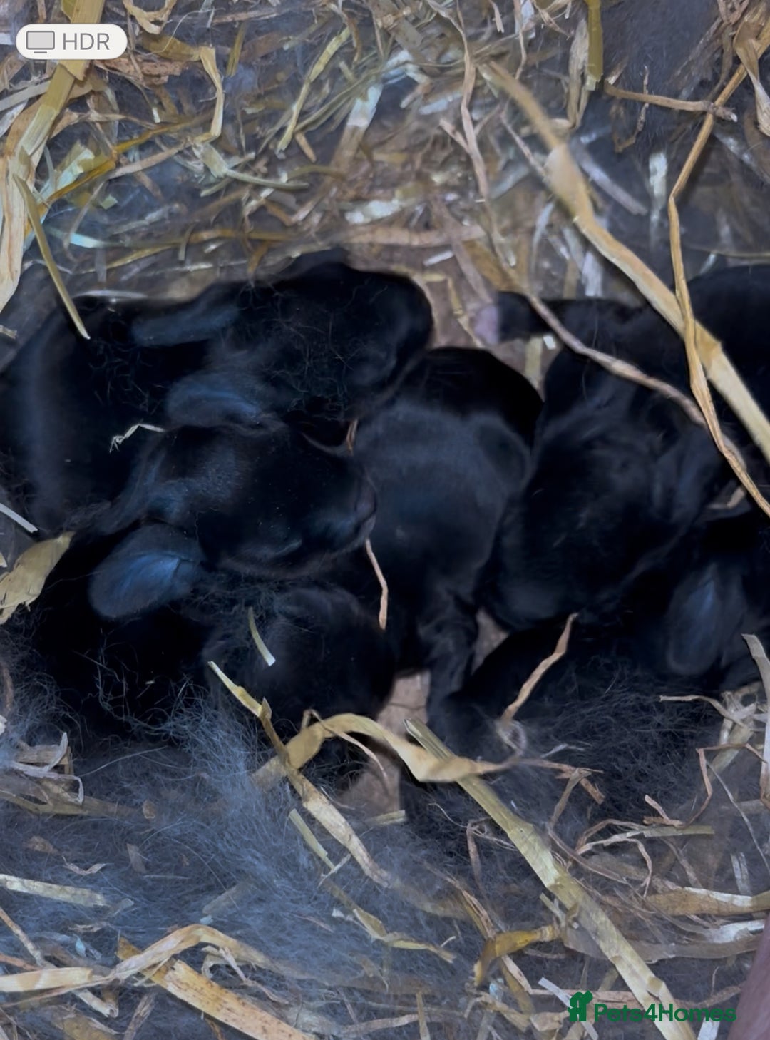 Continental Giant rabbits for sale: Black Continental Giant Rabbits - Image 3