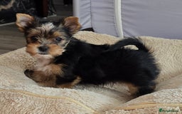 Yorkshire Terrier dogs for sale: Miniature Yorkshire Terrier Puppies - Image 8