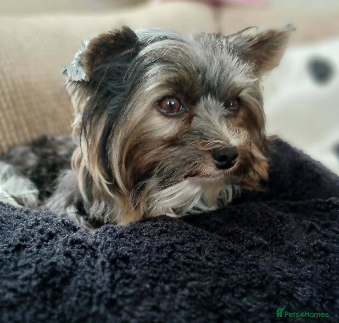 Biewer Terrier dogs for stud: Purebred Pedigree Biewer Terrier Proven Stud in Merthyr Tydfil - Image 17