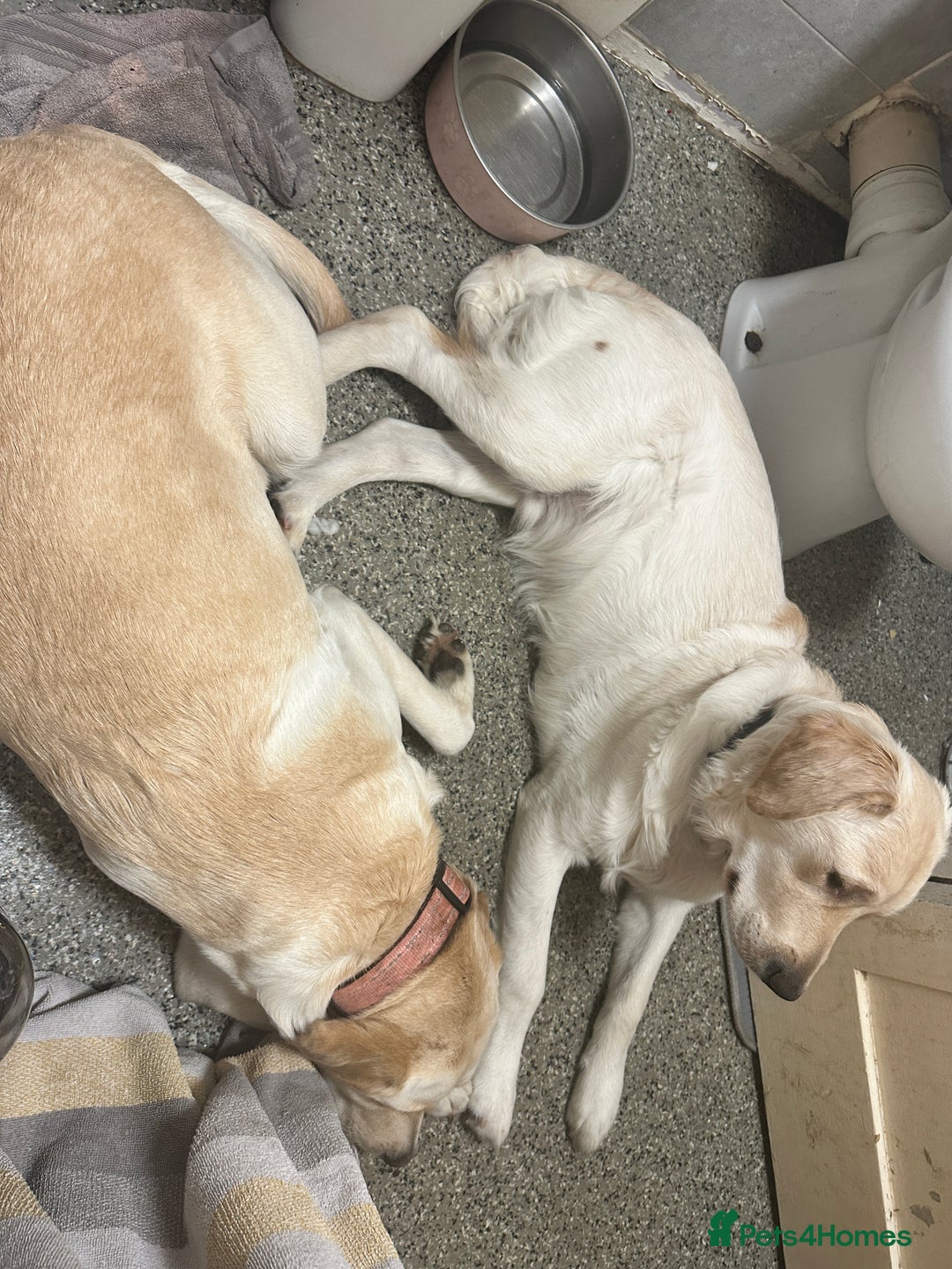 Goldador dogs for sale: Goldador- Rehoming due to illness - Advert 3