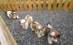 Shih Tzu dogs for sale: ✨ Adorable Shih Tzu Puppies – 1 Boy & 2 Girls 💖 - Image 1