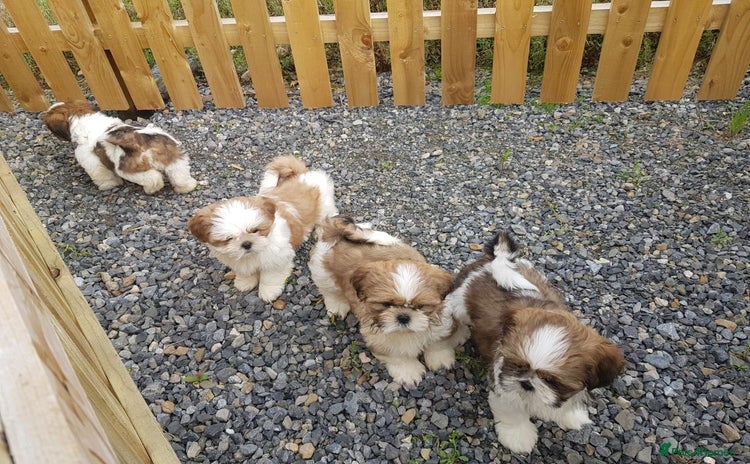 Shih Tzu dogs - Advert 1