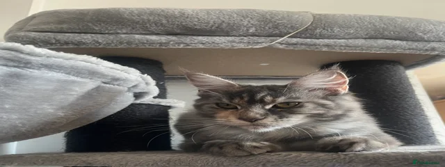 Missy