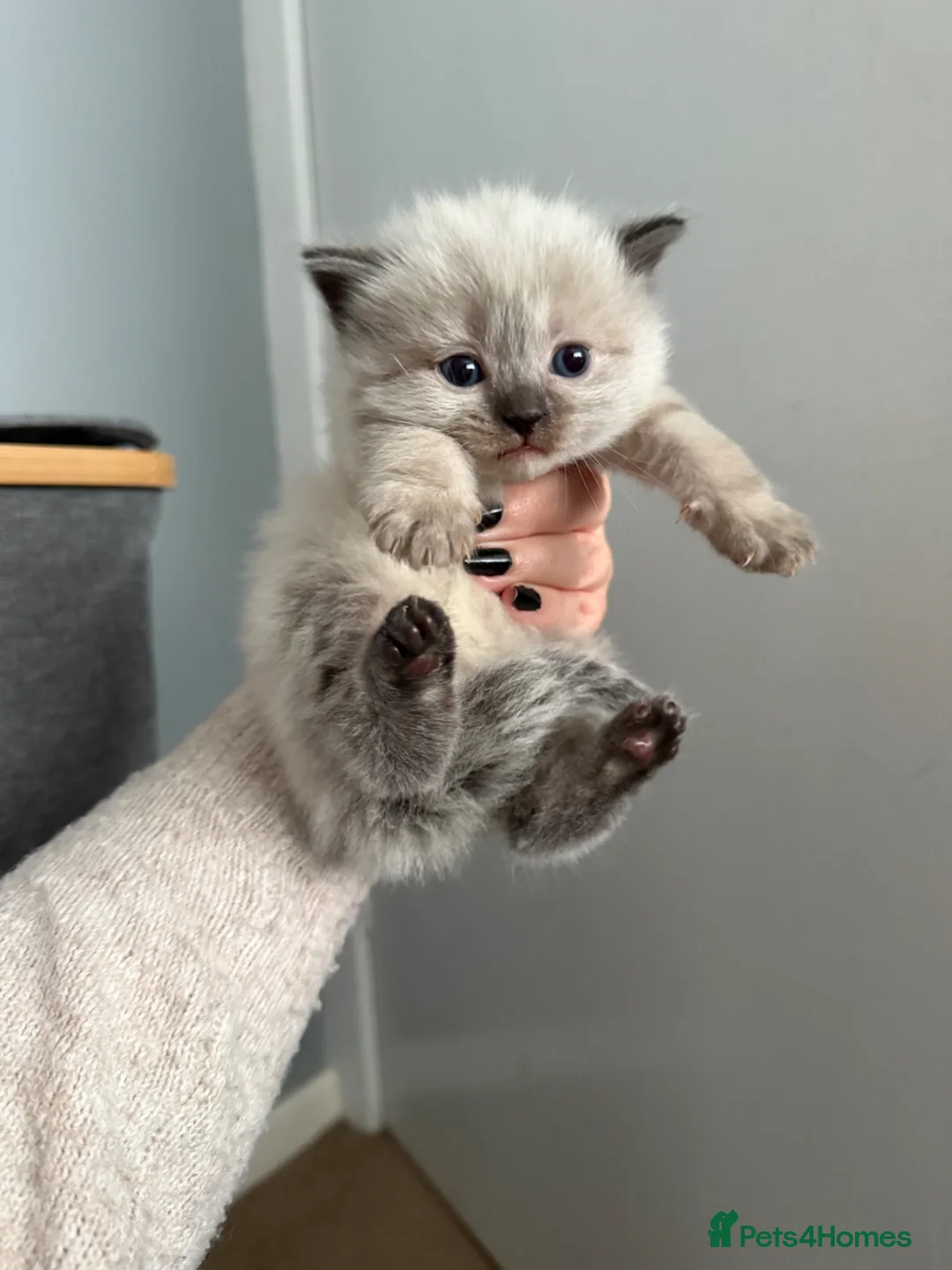 Ragdoll cats for sale: Ragdoll kitten’s - Advert 1